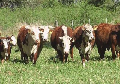 Agronea 2013 contin�a con los trabajos preliminares para el sector ganadero