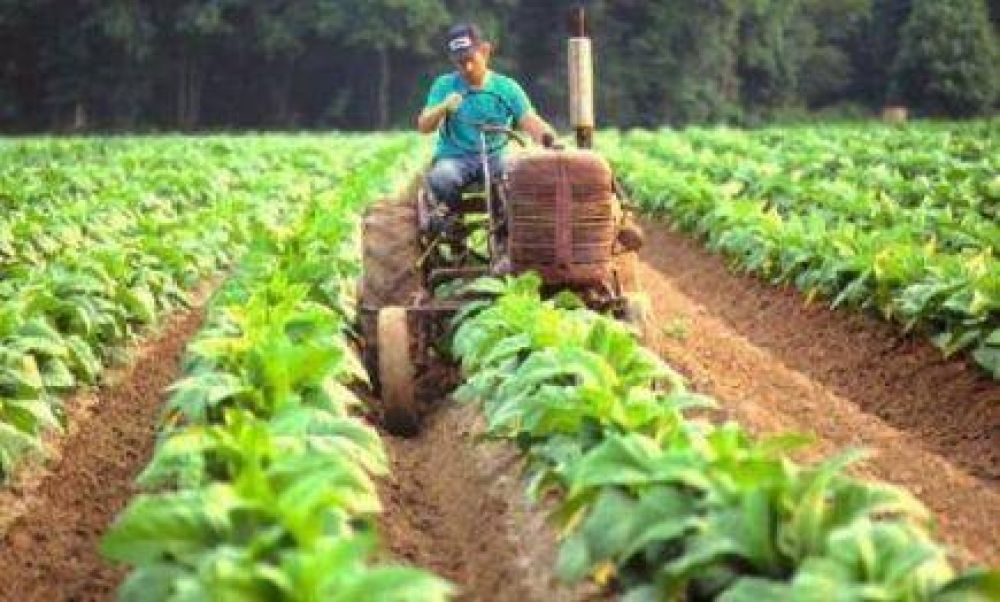 Tabaco: se acopiaron ocho millones de kilos menos en Misiones