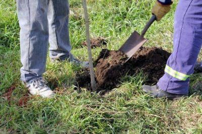 Municipio invierte 100 mil pesos en forestaci�n
