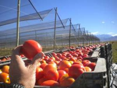 Grandes p�rdidas en la campa�a local de tomates secados al Sol