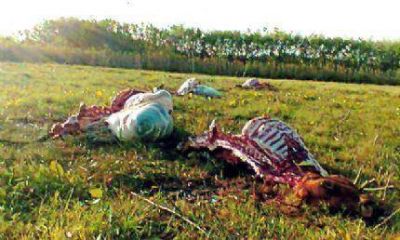 �Banda de los Caniceros� asola campos ubicados la vera de la Autov�a 2 entre Cobos y Vivorat�