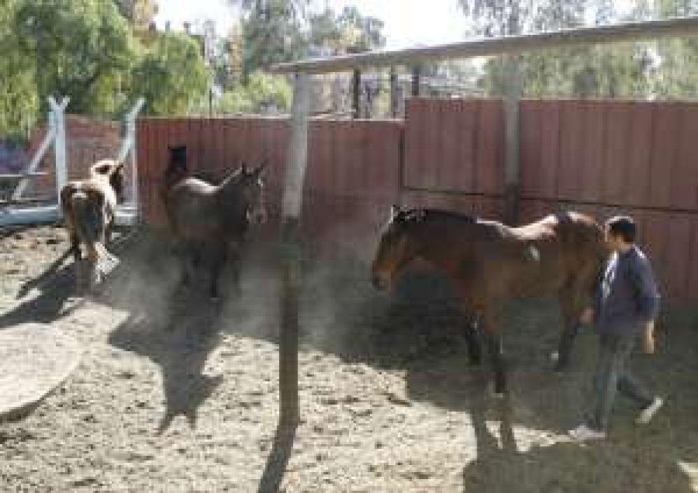 Comprar�n m�s caballos para la Polic�a Montada