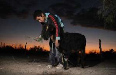 La sequ�a golpea a la zona ganadera de 25 de Mayo