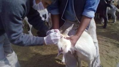Brucelosis:150.000 vacunas para proteger
