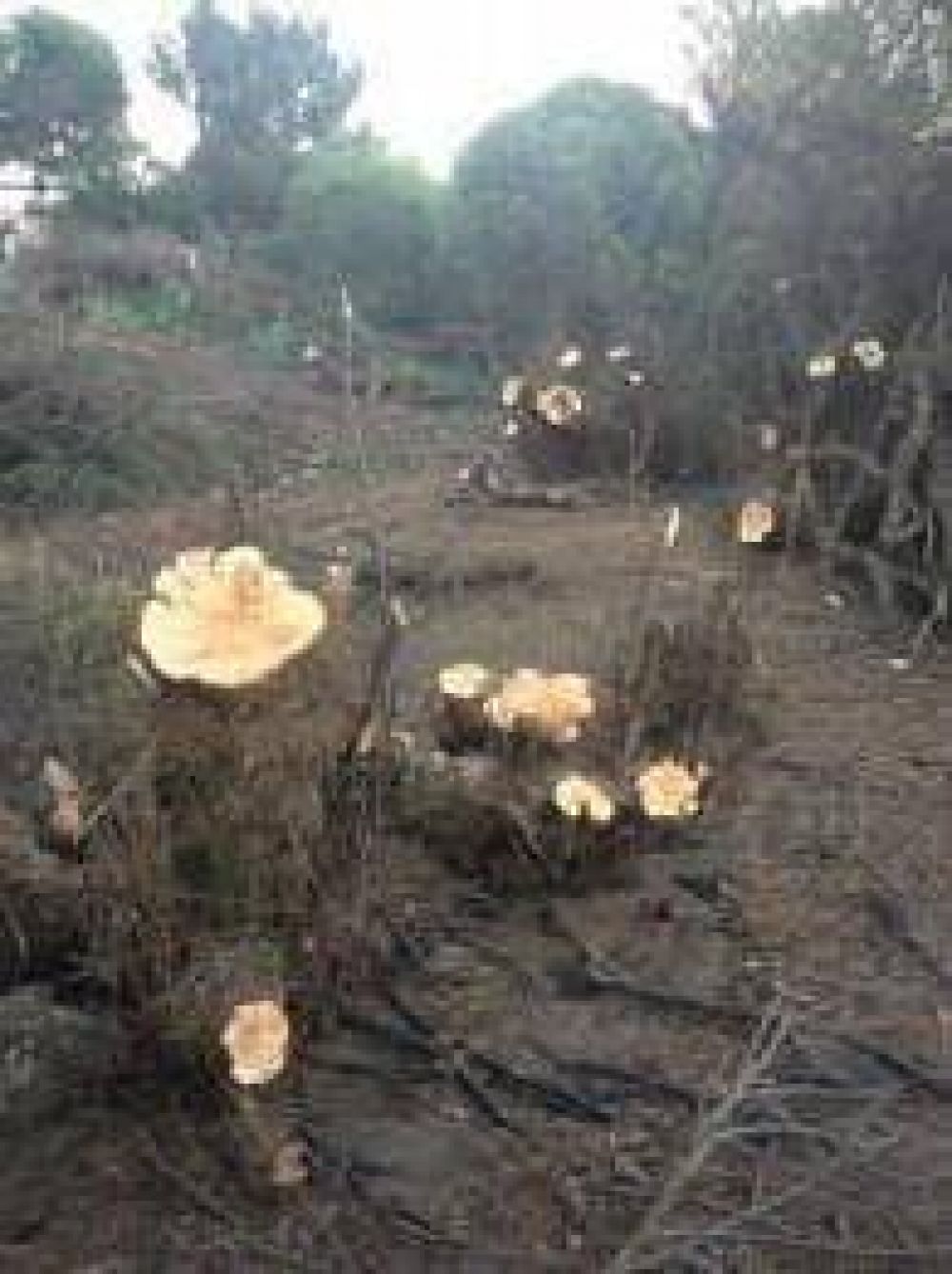 Aparecieron m�s �rboles talados en la costa del arroyo Claromec�