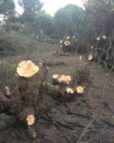 Aparecieron m�s �rboles talados en la costa del arroyo Claromec�