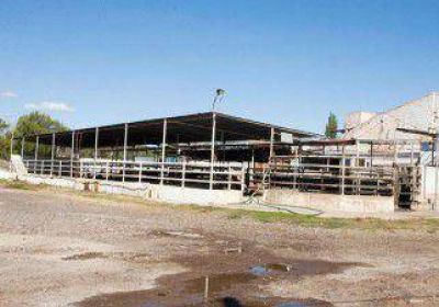 Crece la pol�mica por la situaci�n del matadero en Centenario 