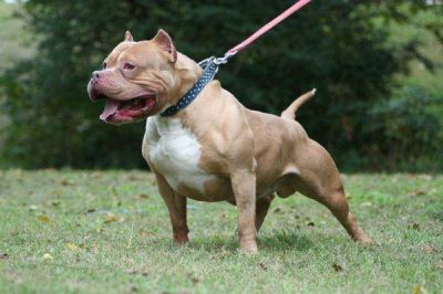 Otra agresi�n de un perro a una vecina