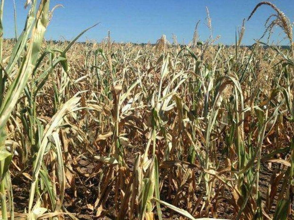 La emergencia agropecuaria en Salta es solo una declaraci�n
