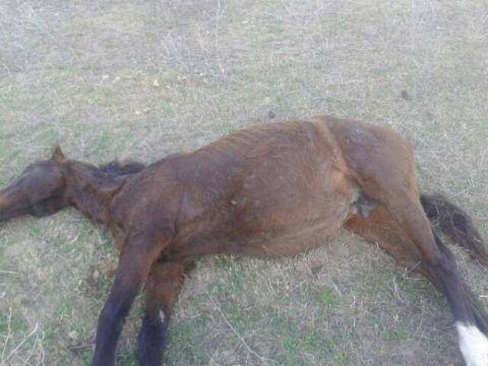 Dispararon y mataron dos caballos
