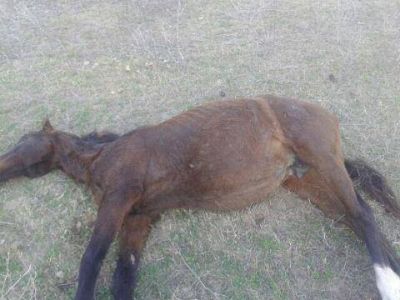 Dispararon y mataron dos caballos
