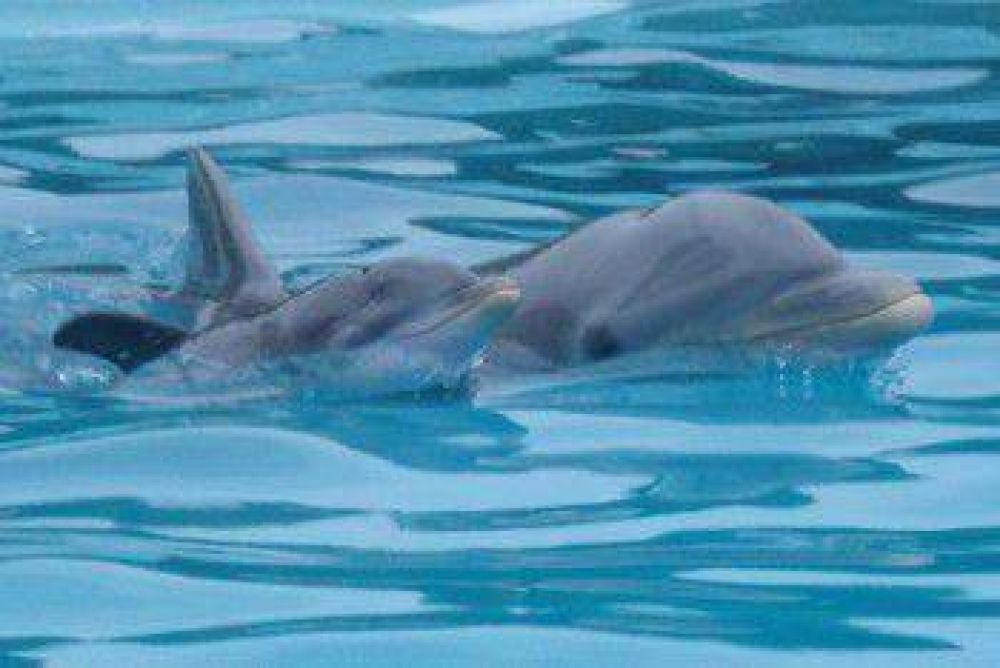 Naci� un delf�n en el Aquarium Mar del Plata