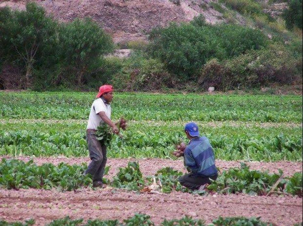 Impulsar�n acciones para mejorar los cultivos