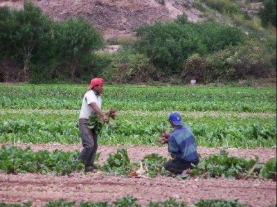 Impulsar�n acciones para mejorar los cultivos