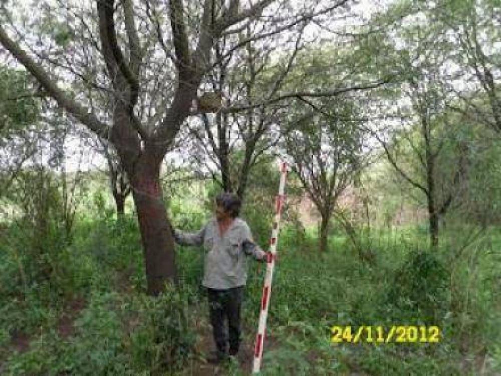Formosa prepara un nuevo programa forestal destinado a medianos y peque�os productores 