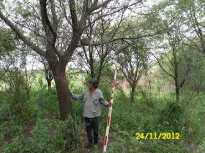 Formosa prepara un nuevo programa forestal destinado a medianos y peque�os productores 