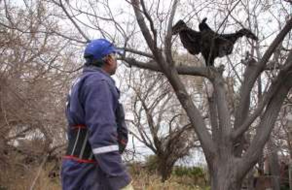 El c�ndor que colgaron en un �rbol y gener� espanto