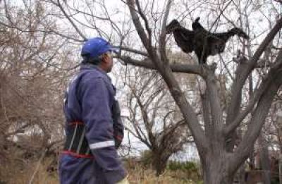 El c�ndor que colgaron en un �rbol y gener� espanto