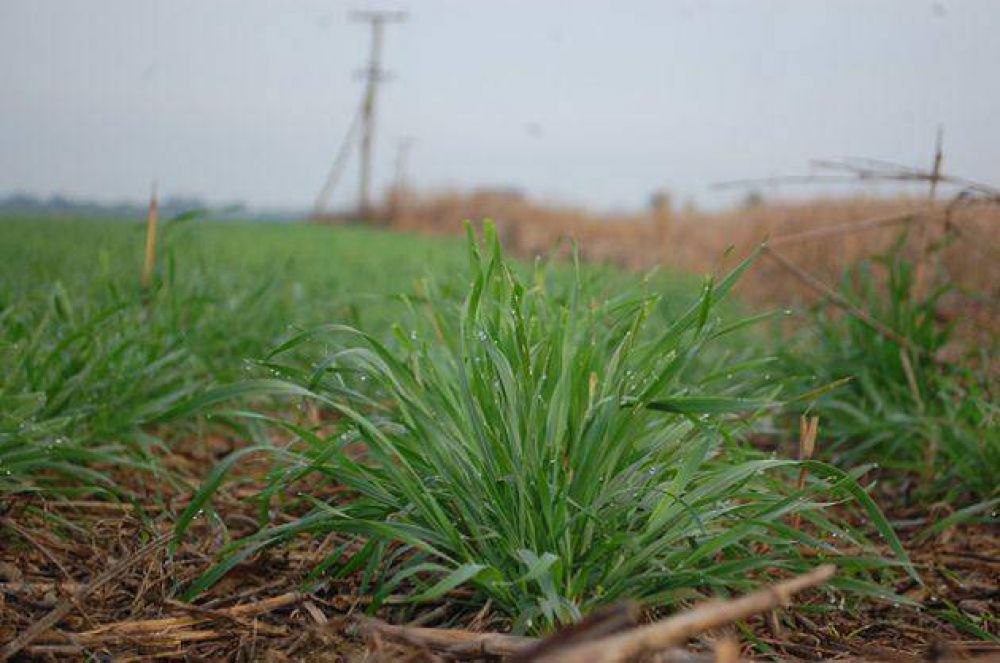 Las lluvias impulsan una mayor siembra de trigo en el Chaco