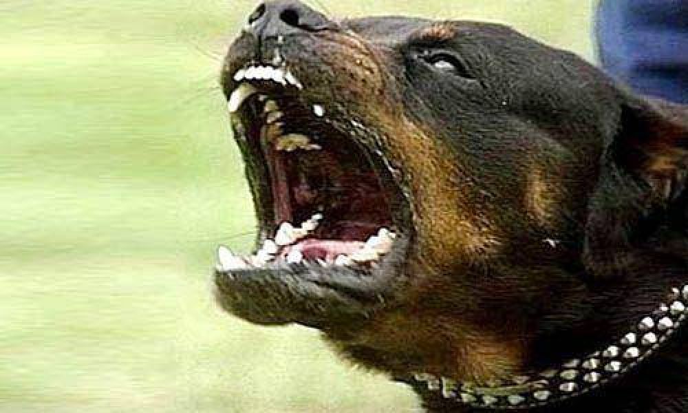 Violento ataque de un perro rottweiler a su due�a en Lagomarsino