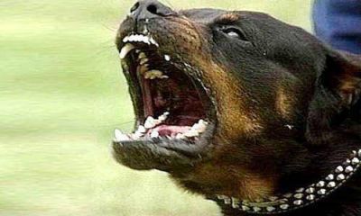 Violento ataque de un perro rottweiler a su due�a en Lagomarsino