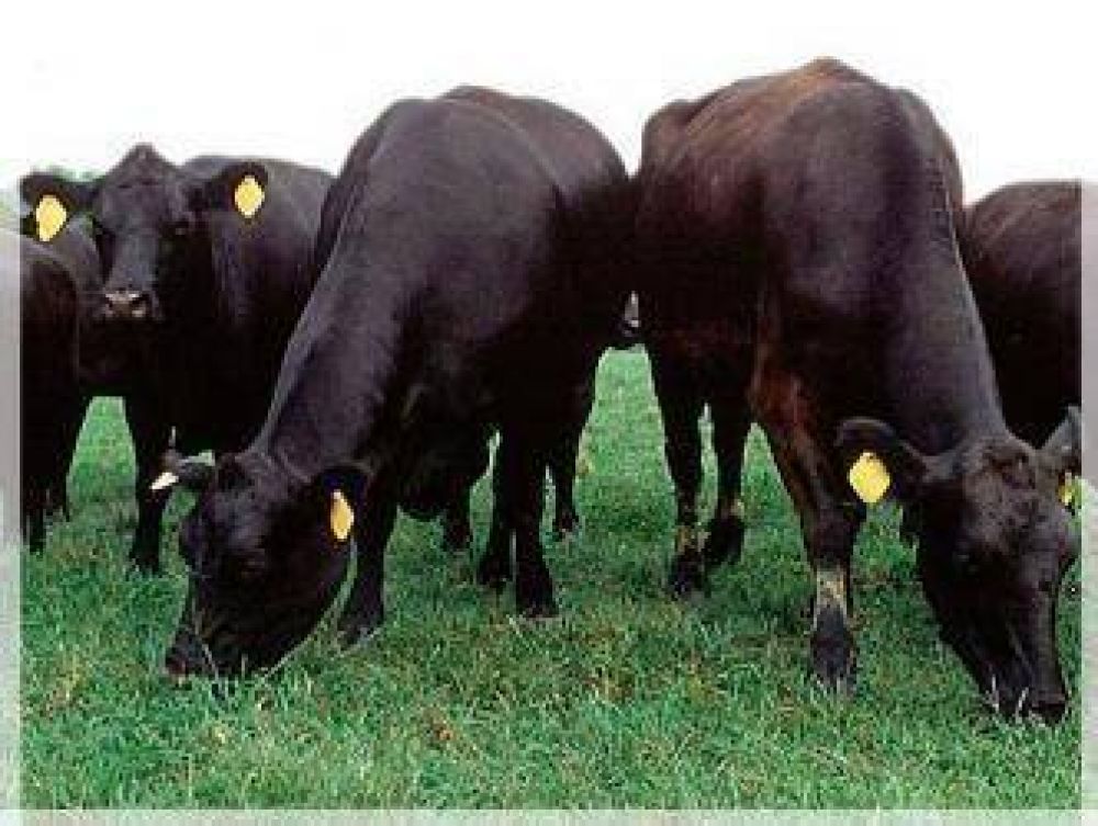Organizar�n una comisi�n regional patag�nica de la Asociaci�n de Criadores de Aberdeen Angus