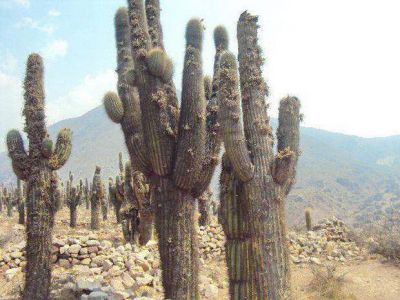 El card�n, atacado por plagas en la Quebrada