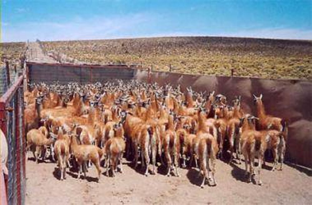 El aprovechamiento de la fibra del guanaco, una alternativa para productores del centro-sur provincial