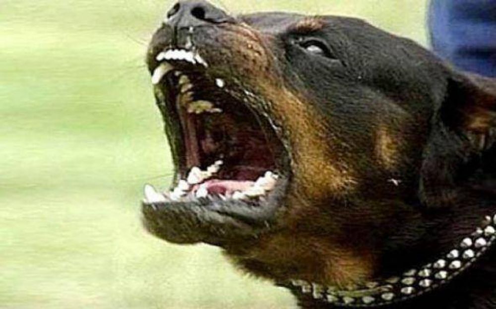Violento ataque de un Rottweiler: mordi� a su due�a y la arrastr� 20 metros