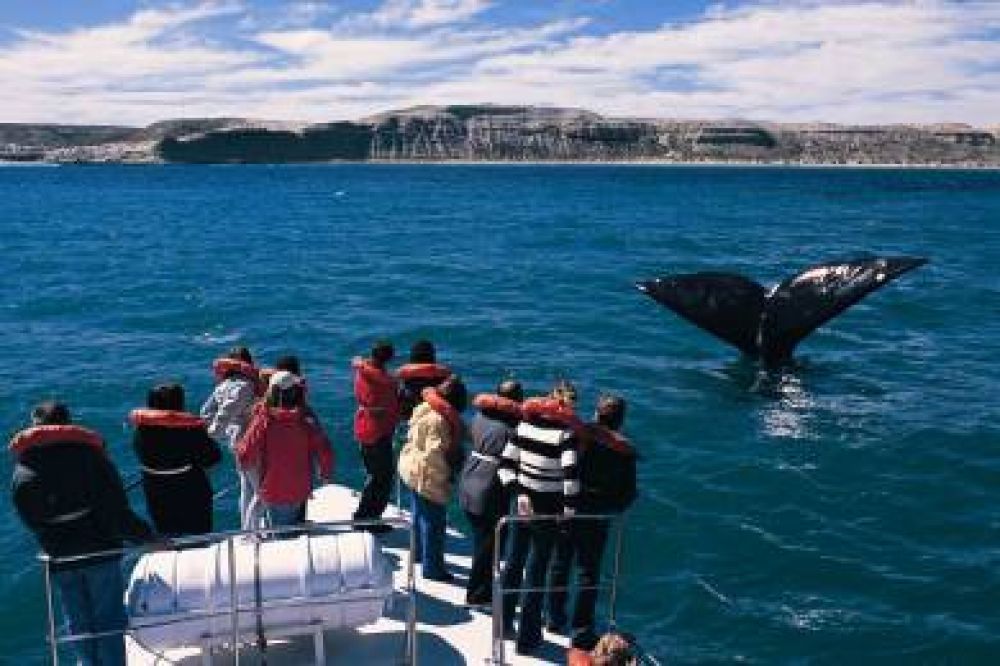 Se duplicaron los avistajes de ballenas y los visitantes dejaron $10 millones