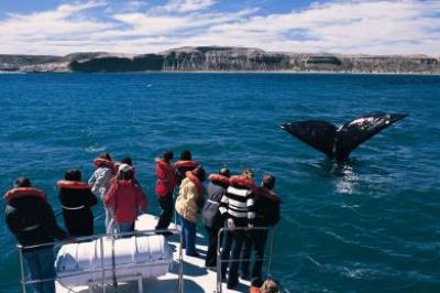 Se duplicaron los avistajes de ballenas y los visitantes dejaron $10 millones