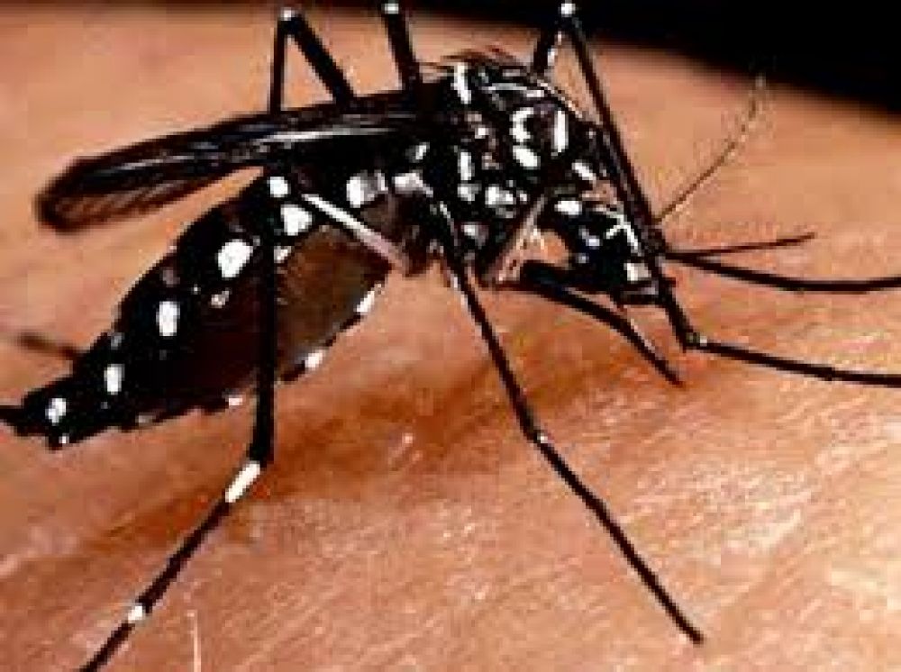 Sigue la prevenci�n contra el mosquito transmisor del dengue