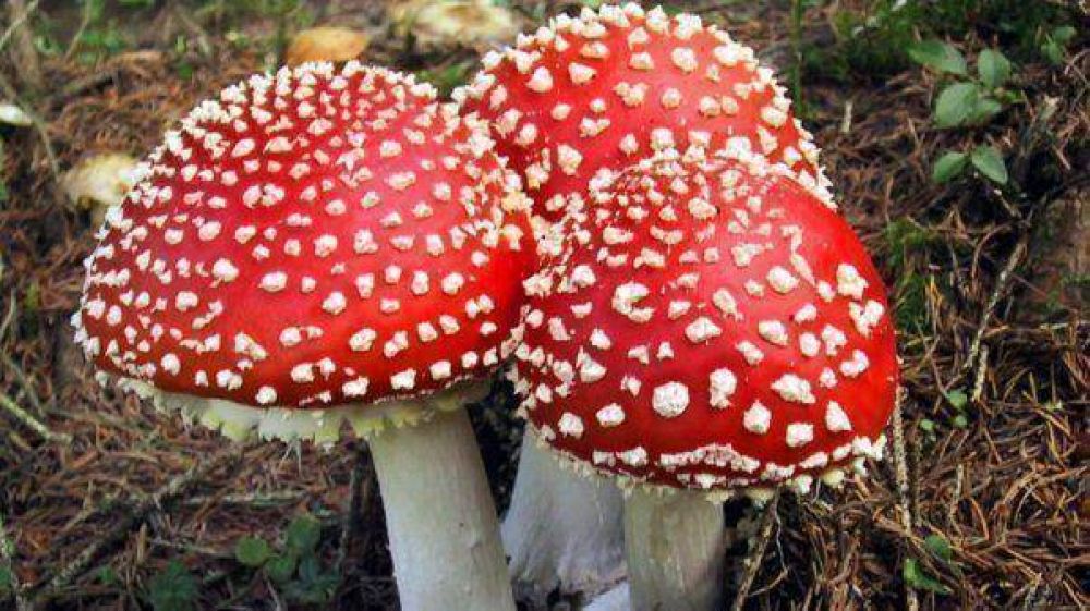 Un hombre se drog� con hongos y se arranc� los genitales
