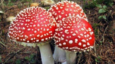 Un hombre se drog� con hongos y se arranc� los genitales
