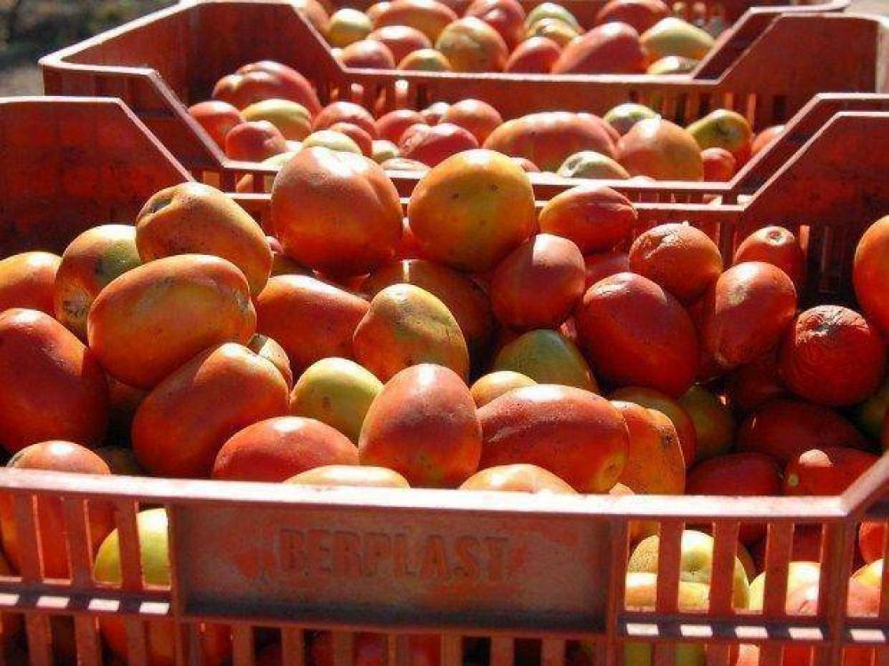Una peste afectar�a la producci�n tomatera
