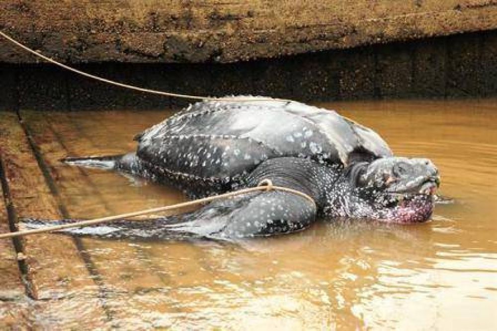 Encuentran una tortuga de 220 kilos en las costas de San Fernando