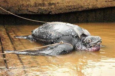Encuentran una tortuga de 220 kilos en las costas de San Fernando