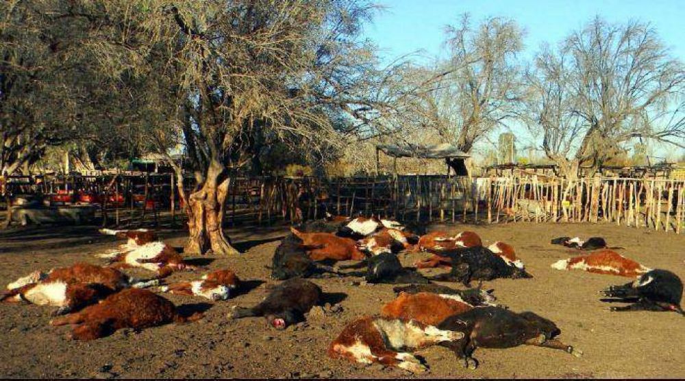 Santa Rosa: acusan a funcionario por mortandad de animales