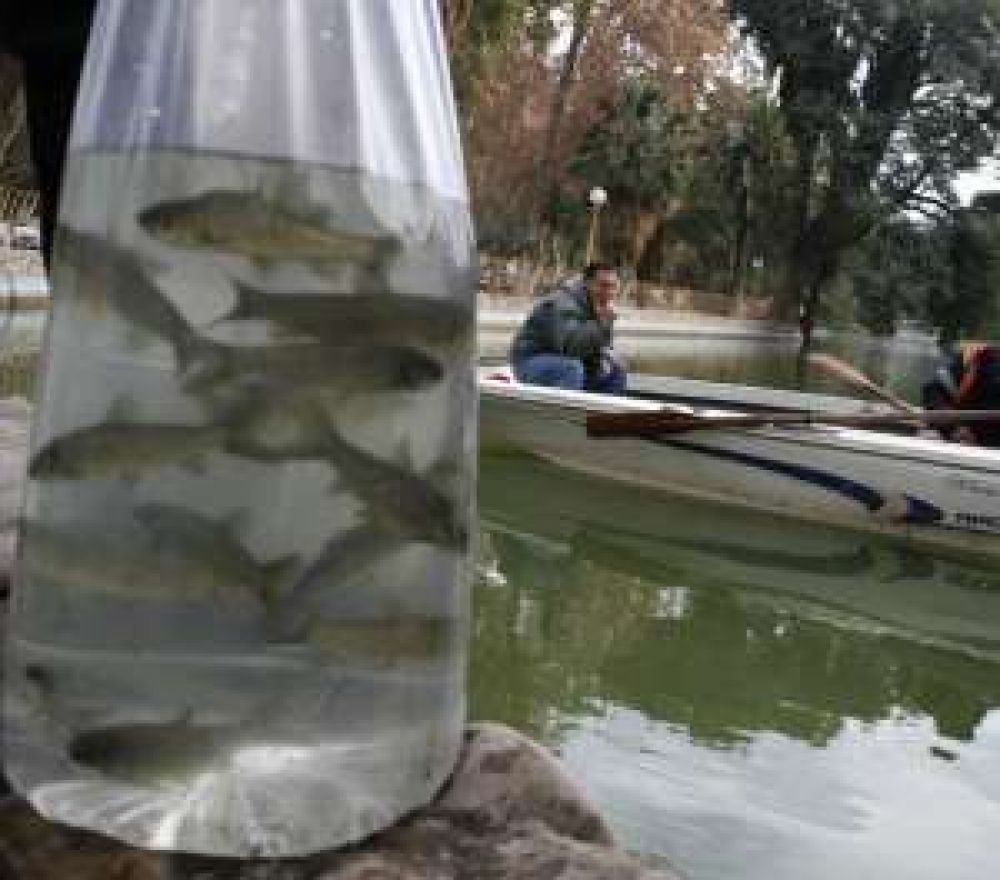 Sembraron m�s peces en el lago para mantenerlo limpio