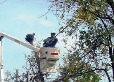 Secheep realiza poda de ramas que afectan l�neas de media y baja tensi�n