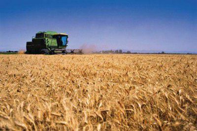 El Gobierno garantiz� el normal abastecimiento de trigo