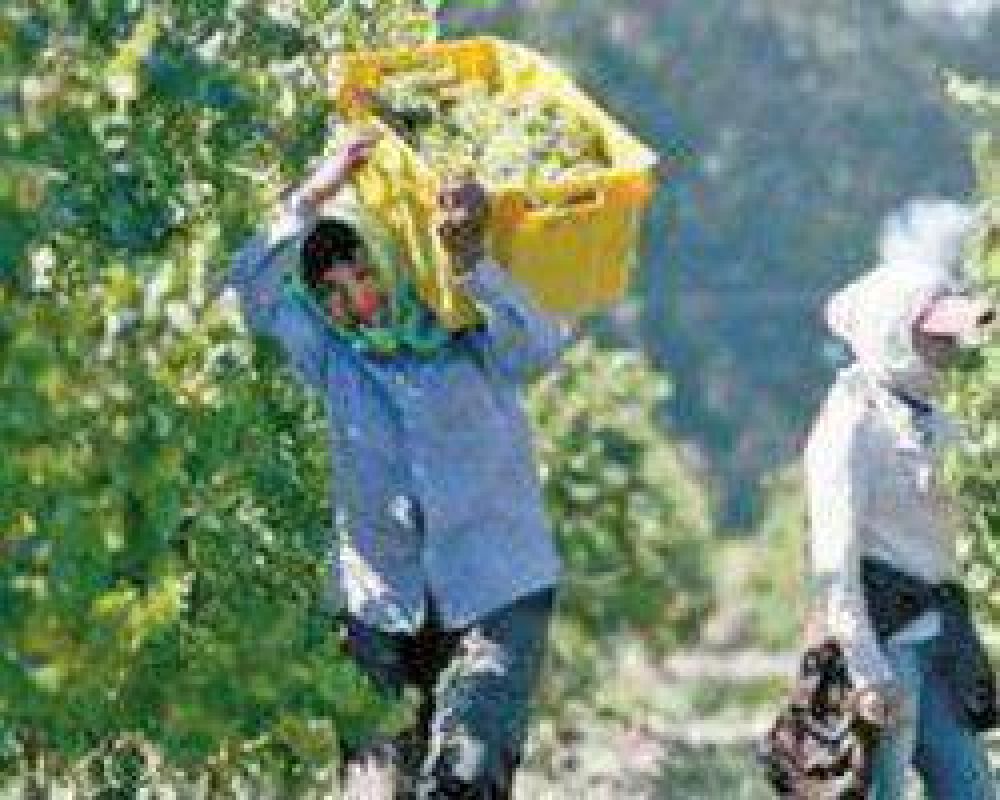 Para la cosecha 2013, el kilo de aceitunas se paga un 15% m�s