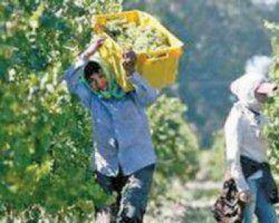 Para la cosecha 2013, el kilo de aceitunas se paga un 15% m�s