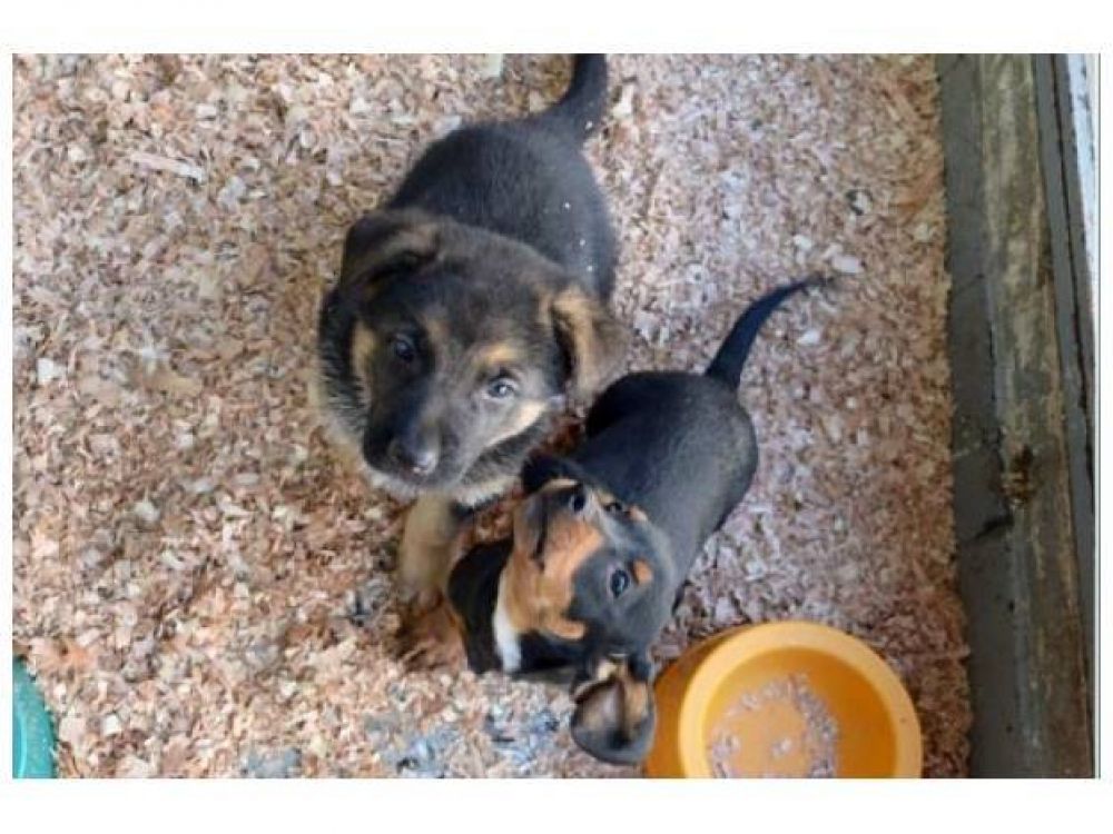 Aumenta la compra de perros guardianes para seguridad