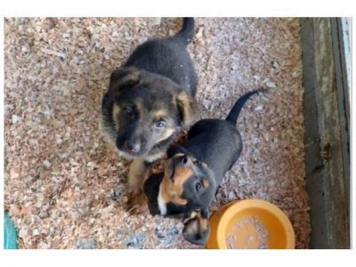Aumenta la compra de perros guardianes para seguridad