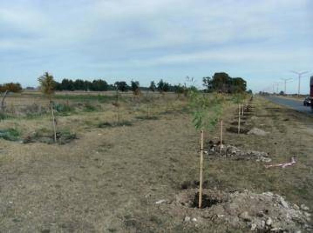 Completaron la forestaci�n del Camino de Cintura