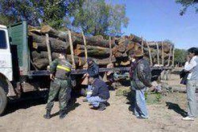 Desarticulan banda de depredadores forestales en el Interfluvio