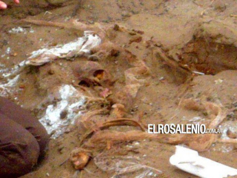 Punta Alta: hallan m�s restos humanos en el cementerio