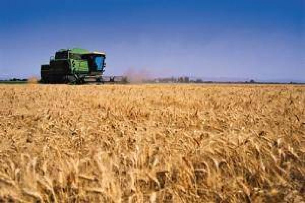Futuros del trigo en las �ltimas semanas operaron en baja