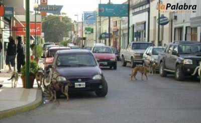 Reflotan el proyecto del estacionamiento medido y pago